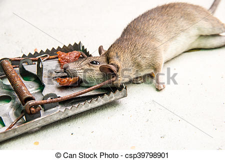 dead-rat-killed-by-rat-trap-stock-photography_csp39798901